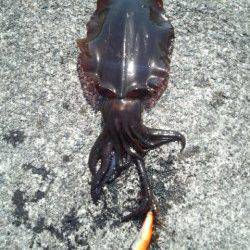 磯間港でファミリーエギング☆アオリ800g☆