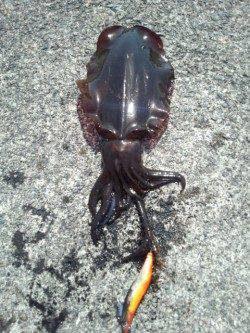 磯間港でファミリーエギング☆アオリ800g☆