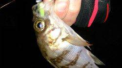 メバリングでメバル3匹ＧＥＴ　江井ヶ島で