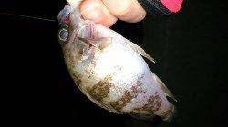 メバリングでメバル3匹ＧＥＴ　江井ヶ島で