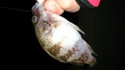 メバリングでメバル3匹ＧＥＴ　江井ヶ島で