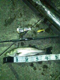 天保山周辺でシーバス、底を攻めてるとヒット！