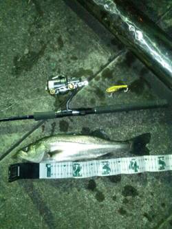 天保山周辺でシーバス、底を攻めてるとヒット…