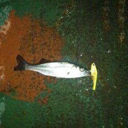 天保山周辺でシーバス、底を攻めてるとヒット！