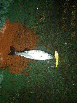 天保山周辺でシーバス、底を攻めてるとヒット！