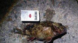 飾磨～広畑での穴釣り、ガシラとソイが釣れました