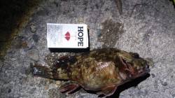 飾磨～広畑での穴釣り、ガシラとソイが釣れま…