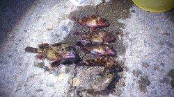 飾磨～広畑での穴釣り、ガシラとソイが釣れました