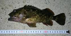 京丹後中部エリア、探り釣りで24センチのタ…