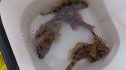 岩見港でテトラ穴釣り、ガシラの数釣りを楽しみました