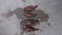 岩見港でテトラ穴釣り、ガシラの数釣りを楽しみました