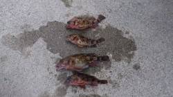 岩見港でテトラ穴釣り、ガシラの数釣りを楽し…