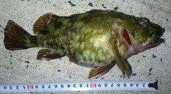 京丹後中部エリア、探り釣りで24センチのタケノコメバル