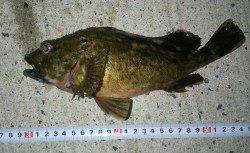 京丹後中部エリア、探り釣りでガシラの釣果