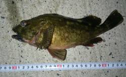 京丹後中部エリア、探り釣りでガシラの釣果