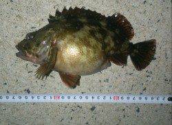 京丹後中部エリア、探り釣りでガシラの釣果