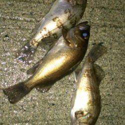 間人 メバリングでメバル3匹☆