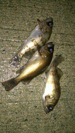 間人 メバリングでメバル3匹☆