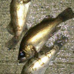 間人 メバリングでメバル3匹☆