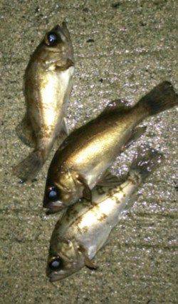 間人 メバリングでメバル3匹☆