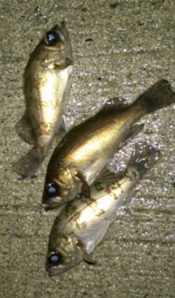 間人 メバリングでメバル3匹☆