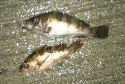 間人でメバリング、夕まづめから30分、立て続けバイト！