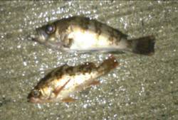 間人でメバリング、夕まづめから30分、立て…