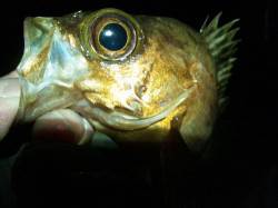 香住東港 メバリングでメバル10匹＆ガシラ…