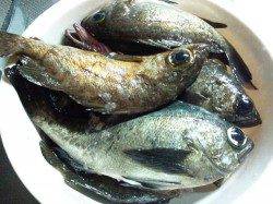 香住東港 メバリングでメバル10匹＆ガシラ3匹