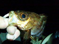 強風の中、なんとか底取りしてメバル6匹　柴山港