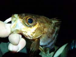 強風の中、なんとか底取りしてメバル6匹　柴…