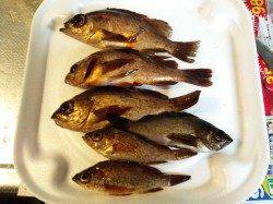 強風の中、なんとか底取りしてメバル6匹　柴山港