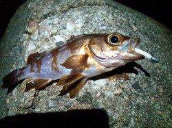 柴山港 メバリングでメバル20～23㎝3匹 リリース6匹