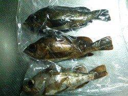 柴山港 メバリングでメバル20～23㎝3匹 リリース6匹