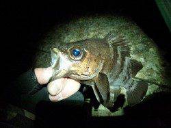 アタリ連発です♪柴山でメバルゲーム