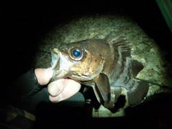 アタリ連発です♪柴山でメバルゲーム