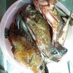 アタリ連発です♪柴山でメバルゲーム