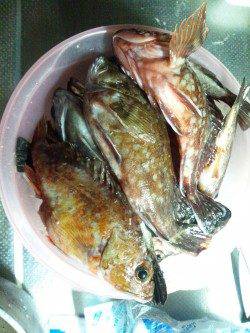 アタリ連発です♪柴山でメバルゲーム