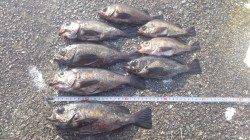 垂水一文字でメバル釣り、アタリは昼に集中！