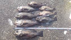 垂水一文字でメバル釣り、アタリは昼に集中！…