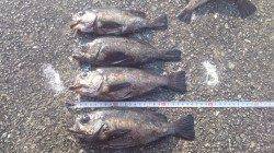 垂水一文字でメバル釣り、アタリは昼に集中！