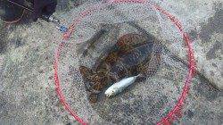 串本港 ヤエンでアオリイカ〜1.5kg4ハイ！