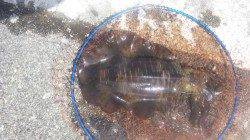 串本港 ヤエンでアオリイカ〜1.5kg3バイ 串本好調☆