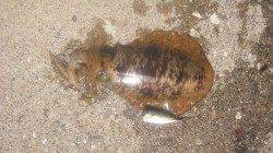 串本港 ヤエンでアオリイカ〜1.5kg3バイ 串本好調☆