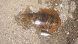 串本港 ヤエンでアオリイカ〜1.5kg3バ…