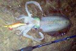 市江港 強風の中でもエギングでアオリイカ700g