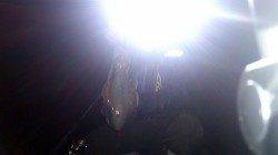 市江港 強風の中でもエギングでアオリイカ700g