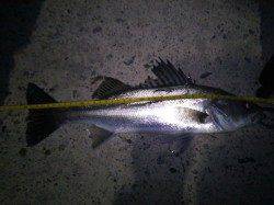 京丹後西部エリアでのメバリング釣果