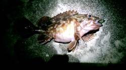 天橋立でメバリング、ボトムベタベタでジグヘ…