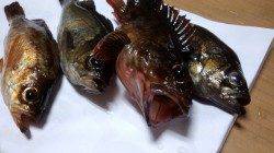 天橋立でメバリング、ボトムベタベタでジグヘッドワームに釣れました